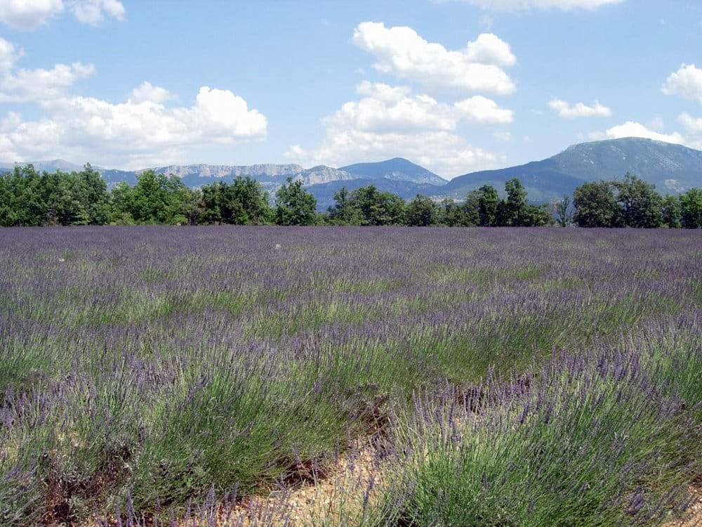 Lavender growing in local fields